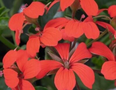 Muškát, pelargonie převislá jednoduchá 'Classic Single Red' - Pelargonium peltatum 'Classic Single Red'