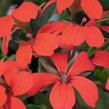 Muškát, pelargonie převislá jednoduchá 'Classic Single Red' - Pelargonium peltatum 'Classic Single Red'