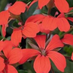 Muškát, pelargonie převislá jednoduchá 'Classic Single Red' - Pelargonium peltatum 'Classic Single Red'