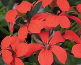 Muškát, pelargonie převislá jednoduchá 'Classic Single Red'