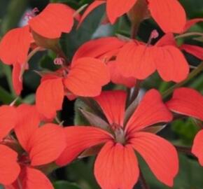 Muškát, pelargonie převislá jednoduchá 'Classic Single Red' - Pelargonium peltatum 'Classic Single Red'
