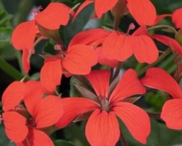 Muškát, pelargonie převislá jednoduchá 'Classic Single Red'
