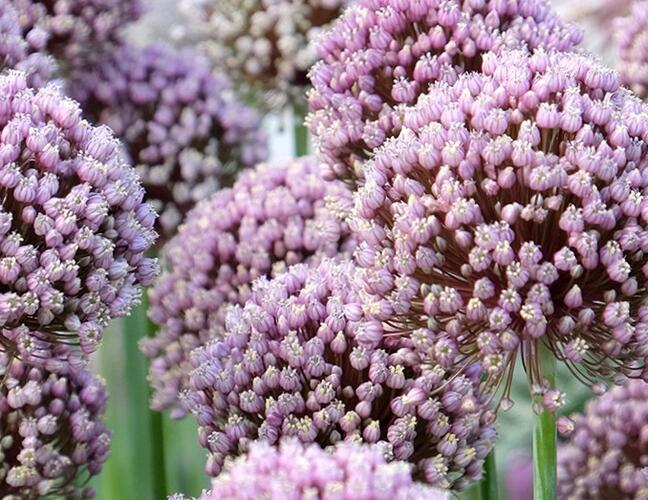 Česnek ampeloprasum - Allium ampeloprasum