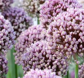 Česnek ampeloprasum