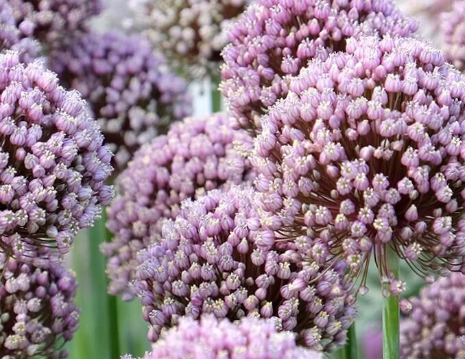 Česnek ampeloprasum - Allium ampeloprasum