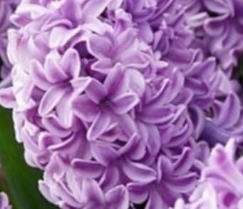 Hyacint 'Splendid Cornelia' - Hyacinthus 'Splendid Cornelia'