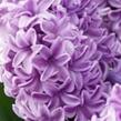 Hyacint 'Splendid Cornelia' - Hyacinthus 'Splendid Cornelia'