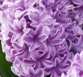 Hyacint 'Splendid Cornelia' - Hyacinthus 'Splendid Cornelia'