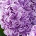 Hyacinthus 'Splendid Cornelia'.jpg