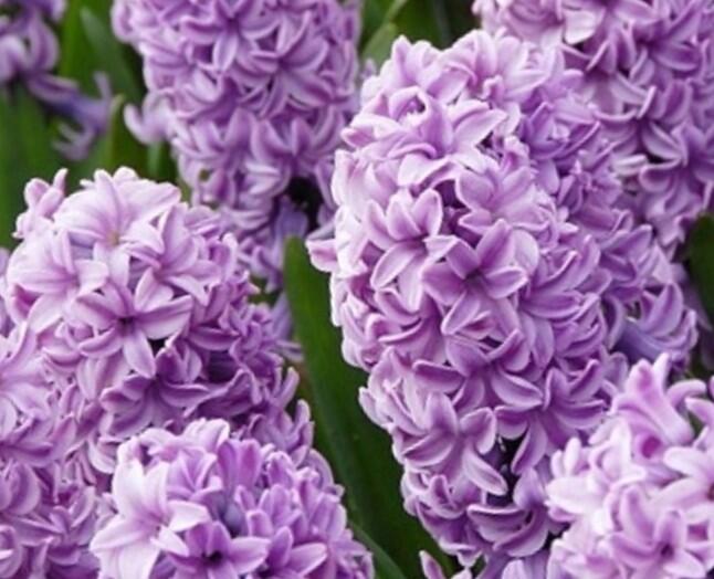Hyacint 'Splendid Cornelia' - Hyacinthus 'Splendid Cornelia'