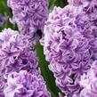 Hyacint 'Splendid Cornelia' - Hyacinthus 'Splendid Cornelia'