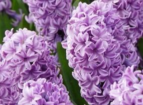 Hyacint 'Splendid Cornelia' - Hyacinthus 'Splendid Cornelia'