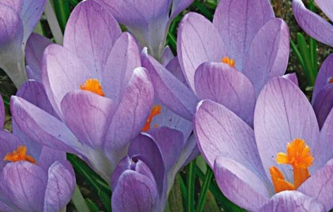 Krokus, šafrán 'Hummingbird' - Crocus tommasinianus 'Hummingbird'