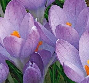 Krokus, šafrán 'Hummingbird'