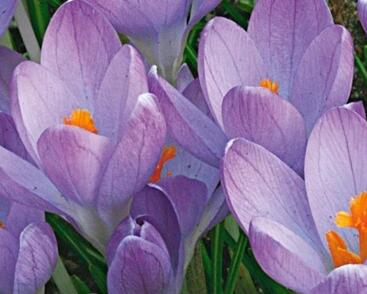 Krokus, šafrán 'Hummingbird'