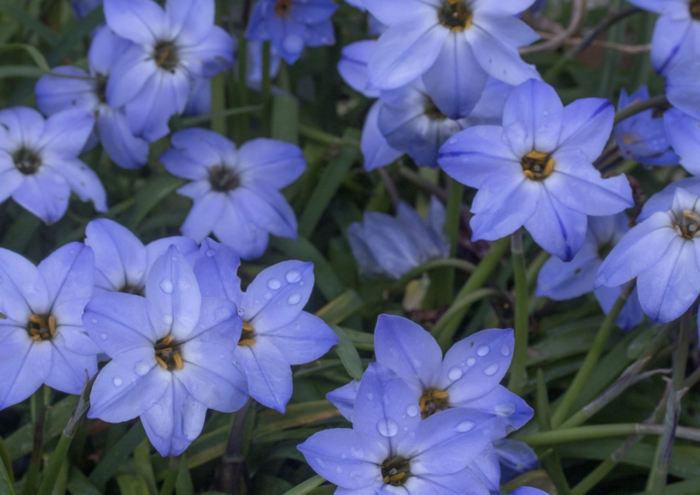 Ifejon 'Rolf Fiedler' - Ipheion 'Rolf Fiedler'