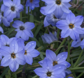 Ifejon 'Rolf Fiedler' - Ipheion 'Rolf Fiedler'