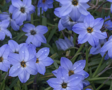 Ifejon 'Rolf Fiedler'