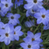 Ipheion 'Rolf Fiedler'.png