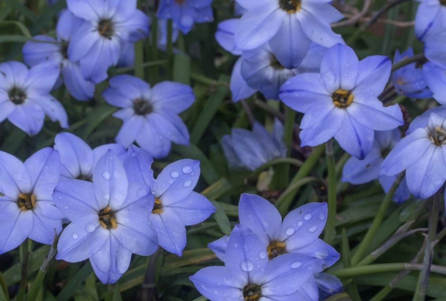 Ifejon 'Rolf Fiedler' - Ipheion 'Rolf Fiedler'