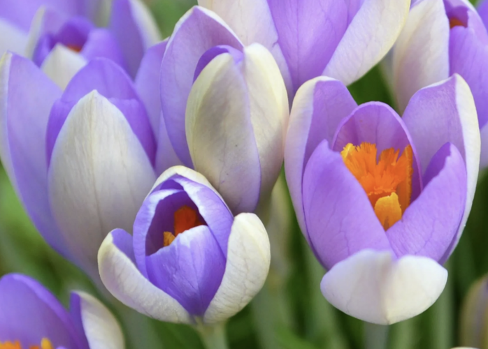 Krokus, šafrán 'Whale Shark' - Crocus vernus 'Whale Shark'