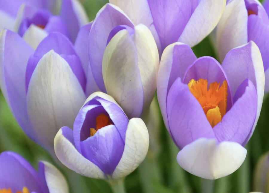 Krokus, šafrán 'Whale Shark' - Crocus vernus 'Whale Shark'