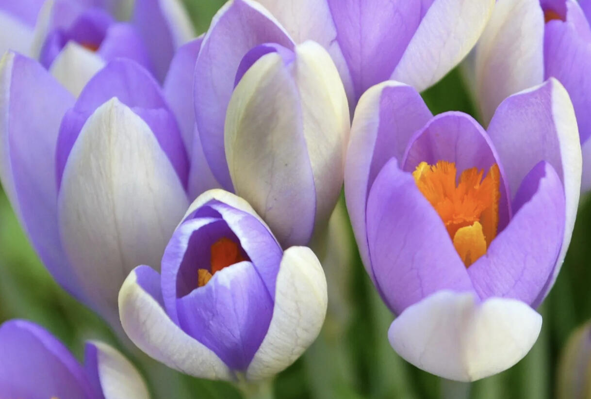 Krokus, šafrán 'Whale Shark' - Crocus vernus 'Whale Shark'