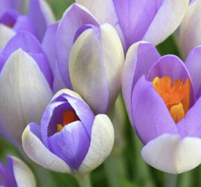 Krokus, šafrán 'Whale Shark'