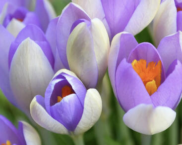 Krokus, šafrán 'Whale Shark'