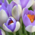 Crocus vernus 'Whale Shark'.png