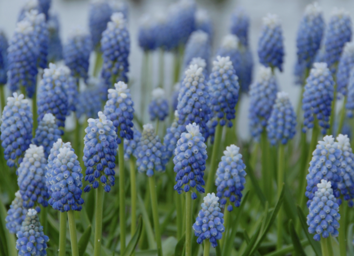 Modřenec 'Ocean Magic' - Muscari aucheri 'Ocean Magic'