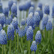 Modřenec 'Ocean Magic' - Muscari aucheri 'Ocean Magic'