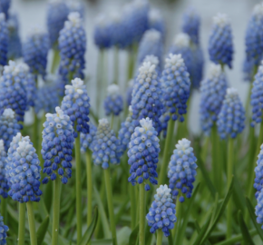 Modřenec 'Ocean Magic' - Muscari aucheri 'Ocean Magic'