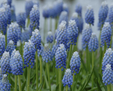 Modřenec 'Ocean Magic'