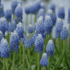 Muscari aucheri 'Ocean Magic'.png