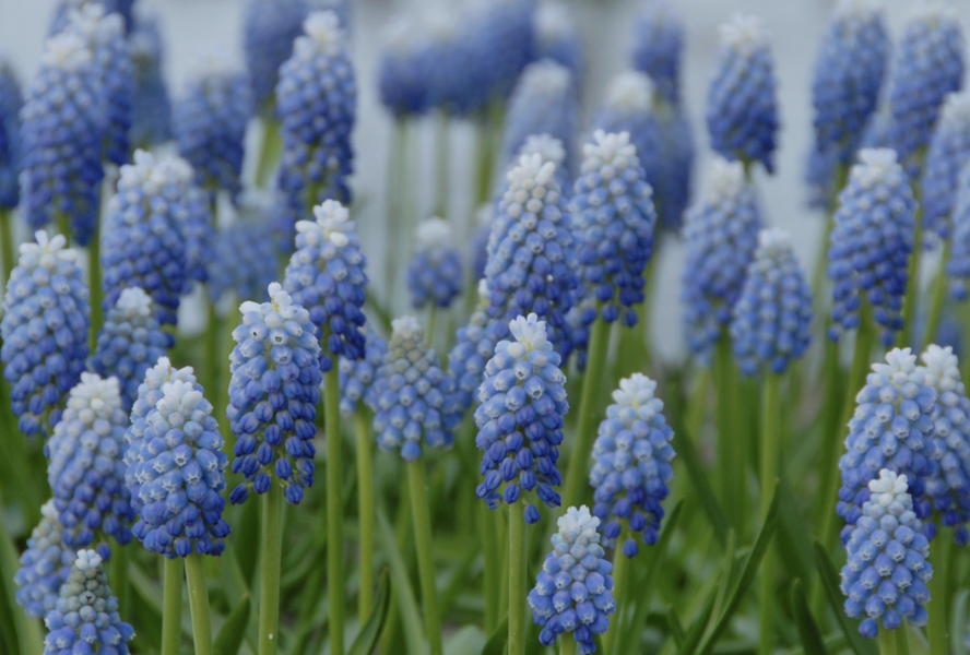Modřenec 'Ocean Magic' - Muscari aucheri 'Ocean Magic'