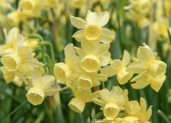 Narcis 'Angel's Breath' - Narcissus 'Angel's Breath'