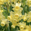 Narcis 'Angel's Breath' - Narcissus 'Angel's Breath'