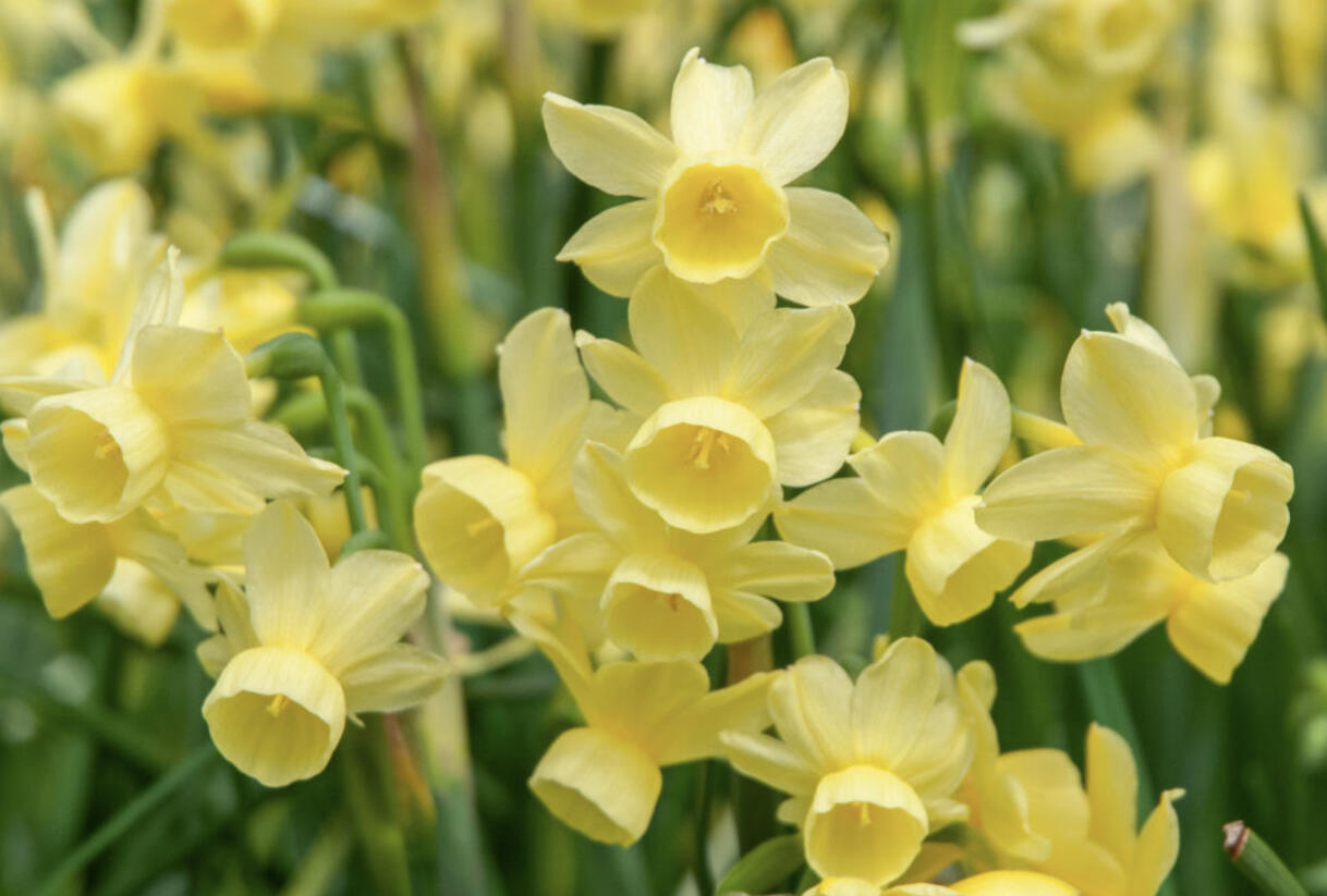 Narcis 'Angel's Breath' - Narcissus 'Angel's Breath'