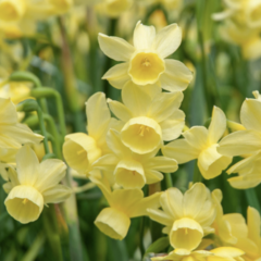 Narcis 'Angel's Breath' - Narcissus 'Angel's Breath'