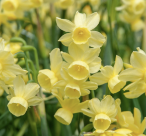 Narcis 'Angel's Breath' - Narcissus 'Angel's Breath'