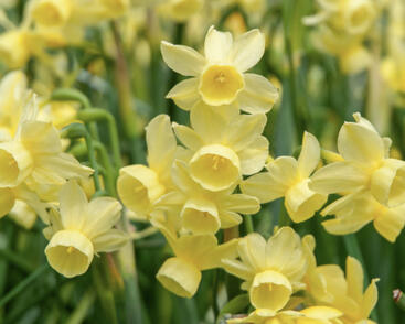 Narcis 'Angel's Breath'