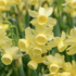 Narcissus 'Angel's Breath'.png
