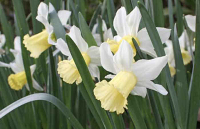 Narcis bramboříkokvětý 'February Silver' - Narcissus cyclamioneus 'February Silver'