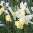 Narcis bramboříkokvětý 'February Silver' - Narcissus cyclamioneus 'February Silver'