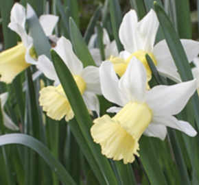 Narcis daffodil 'February Silver' - Narcissus daffodil 'February Silver'