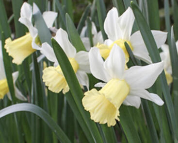 Narcis bramboříkokvětý 'February Silver'
