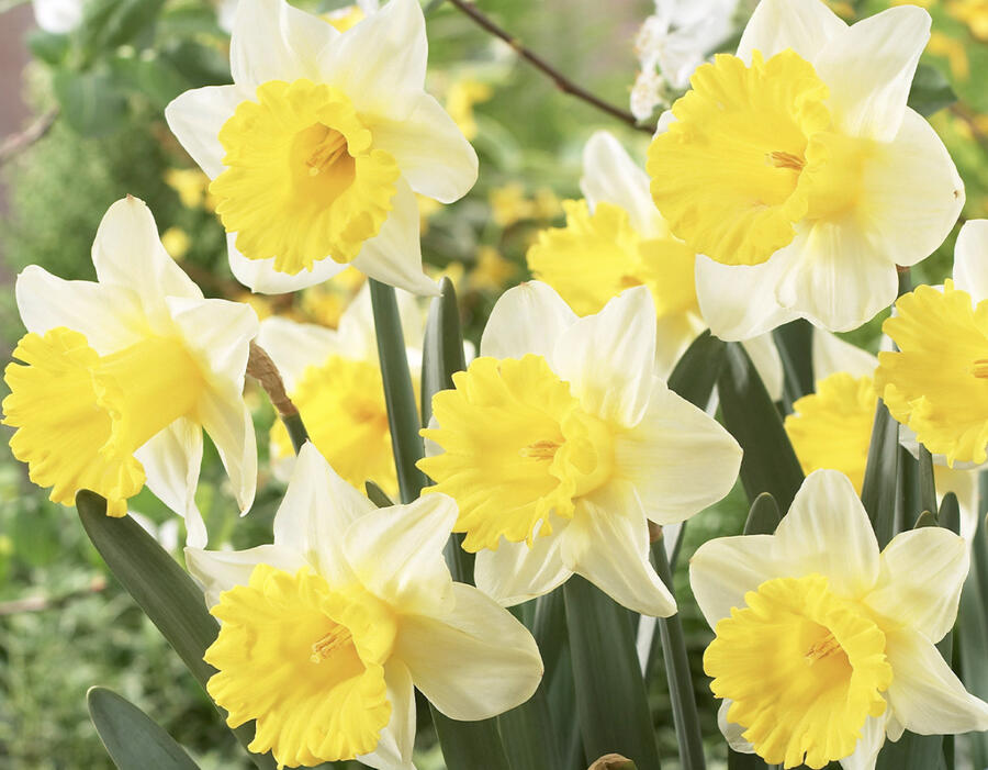 Narcis trubkovitý 'Goblet' - Narcissus Trumpet 'Goblet'
