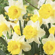 Narcis trubkovitý 'Goblet' - Narcissus Trumpet 'Goblet'