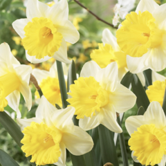Narcis trubkovitý 'Goblet' - Narcissus Trumpet 'Goblet'